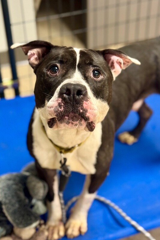 View Castlevania the Dog Photo #6