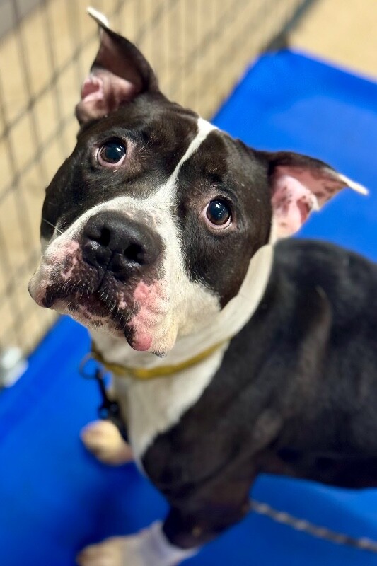 View Castlevania the Dog Photo #16