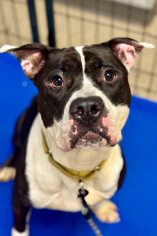 View Castlevania the Dog Photo #17