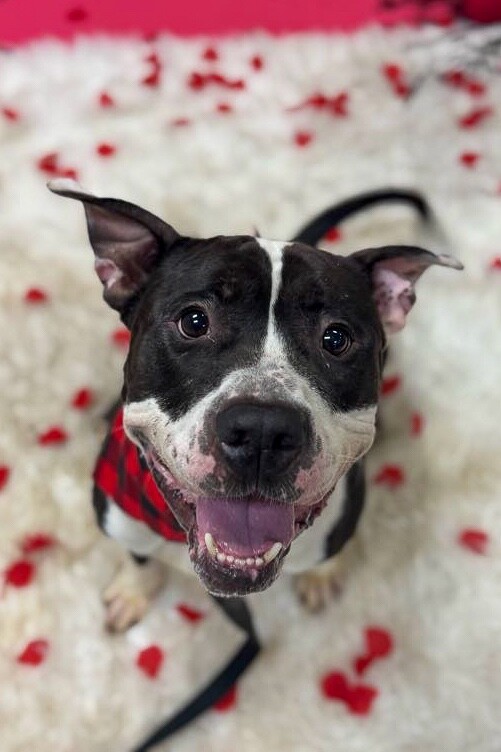 View Castlevania the Dog Photo #9