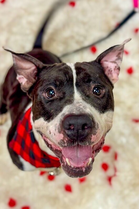 View Castlevania the Dog Photo #8