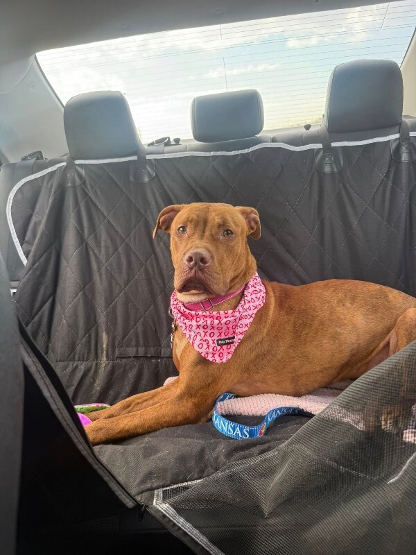 View Goldleaf the Dog Photo #6