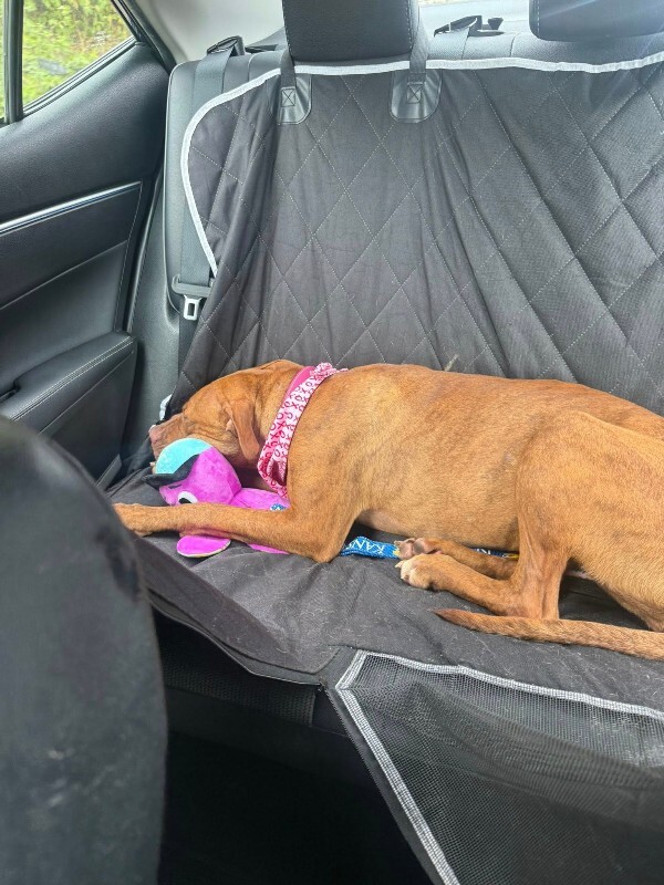 View Goldleaf the Dog Photo #9