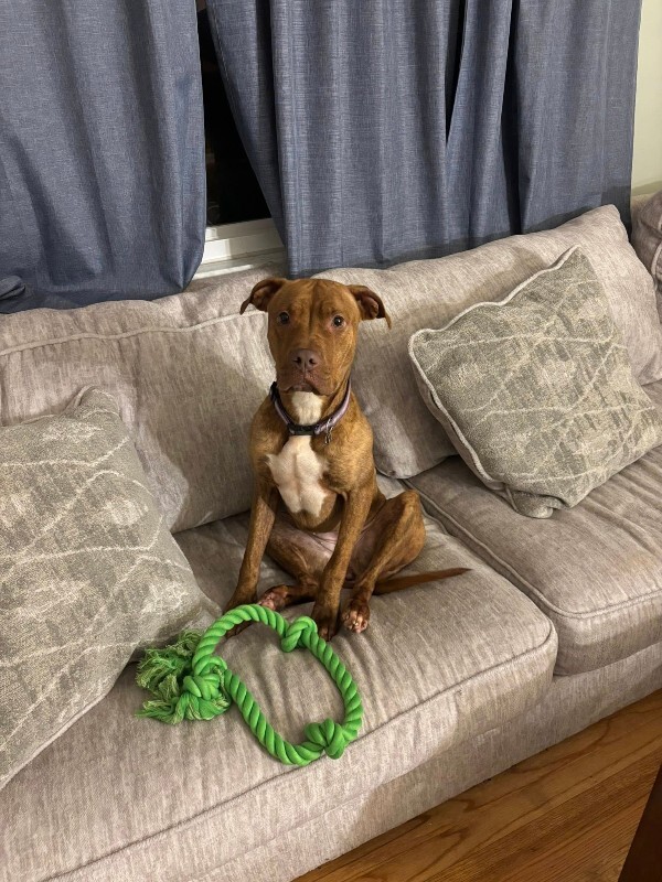 View Goldleaf the Dog Photo #7