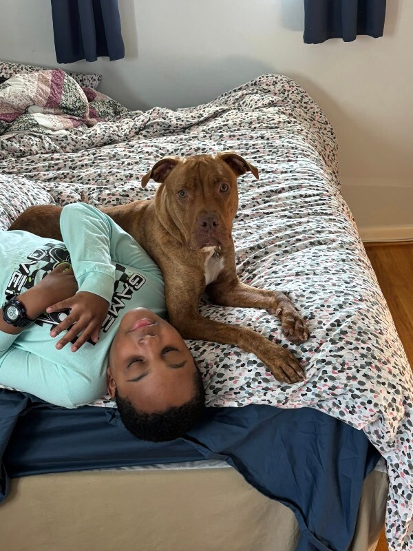 View Goldleaf the Dog Photo #8