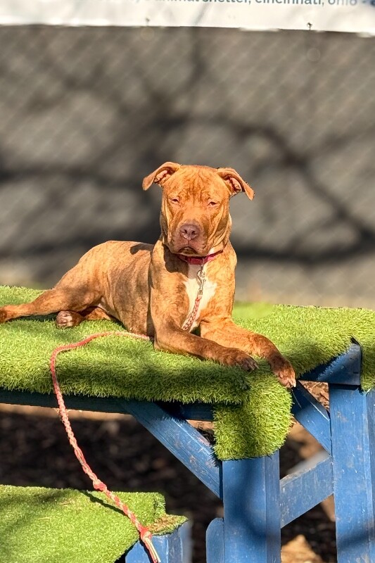 View Goldleaf the Dog Photo #10