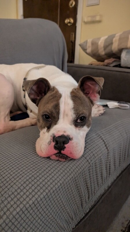 View Doug the Dog Photo #8