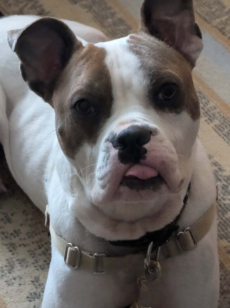 View Doug the Dog Photo #4