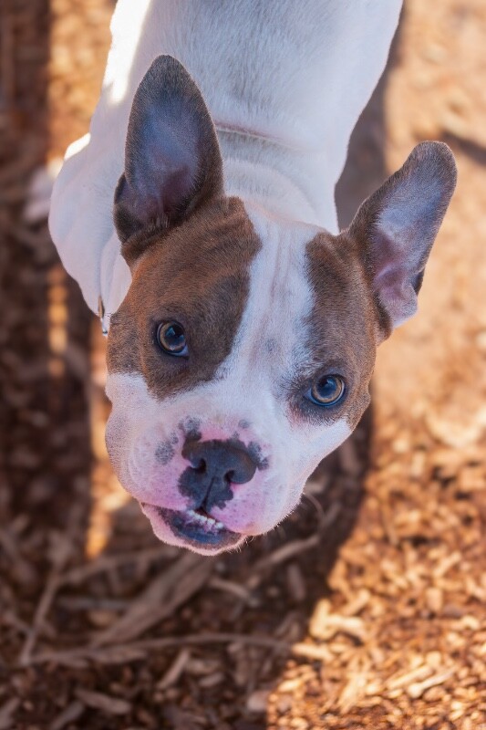 View Doug the Dog Photo #3