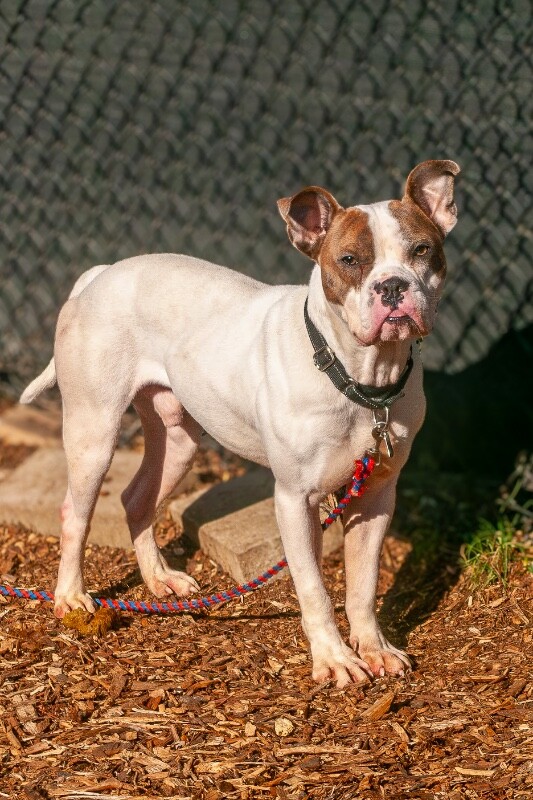 View Doug the Dog Photo #7