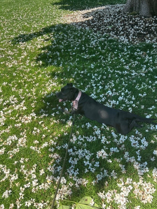 View Rowena the Dog Photo #7
