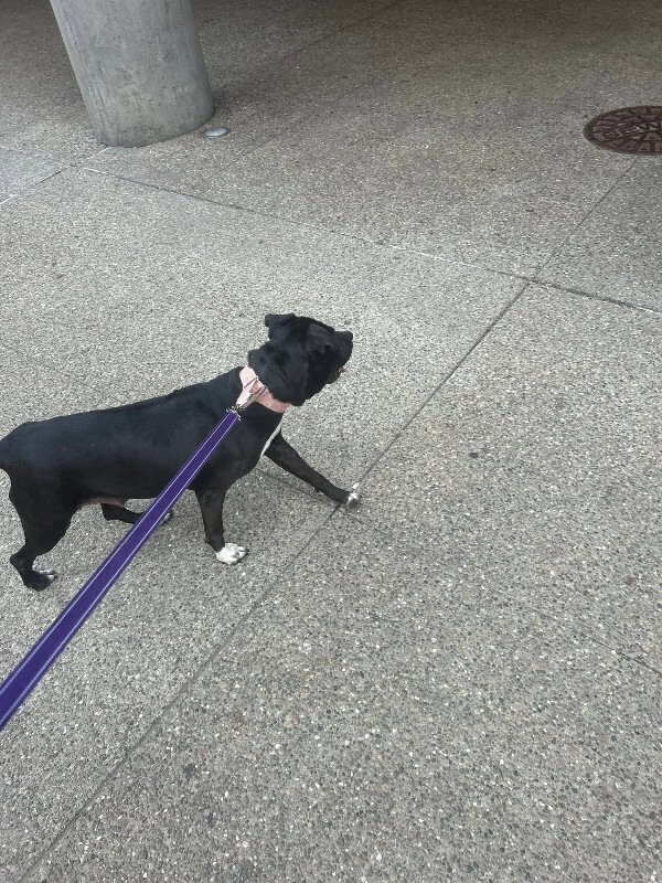 View Rowena the Dog Photo #18