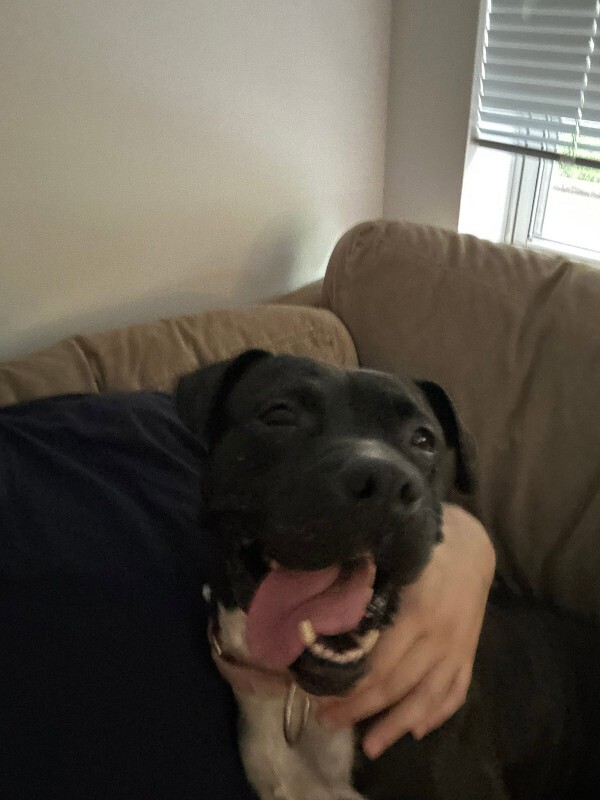 View Rowena the Dog Photo #11