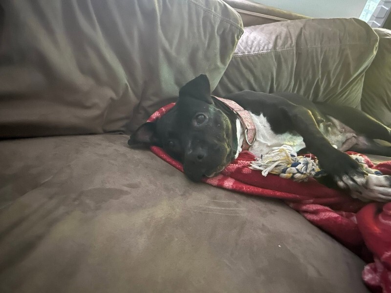 View Rowena the Dog Photo #4