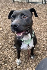 View Rowena the Dog Photo #6