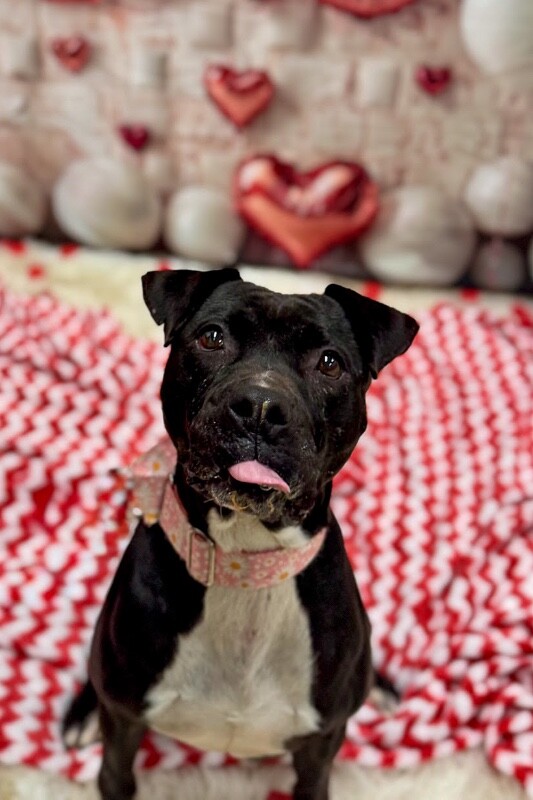 View Rowena the Dog Photo #2