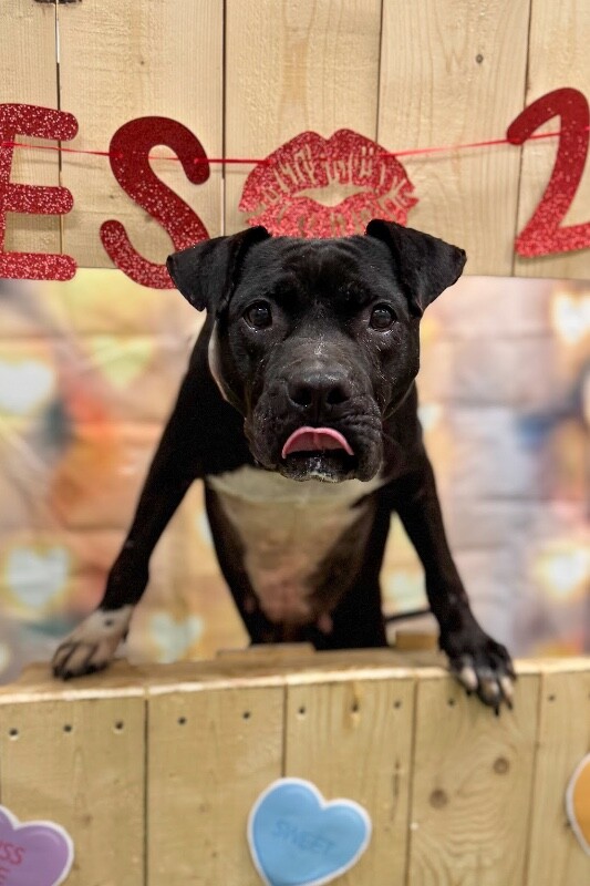 View Rowena the Dog Photo #5