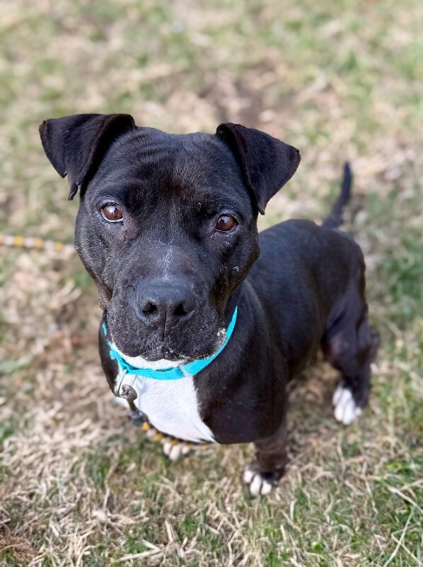 View Rowena the Dog Photo #2