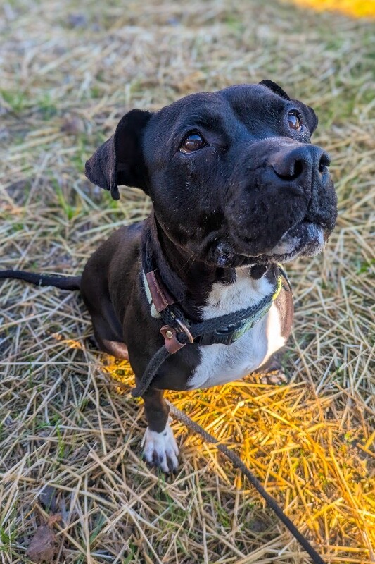 View Rowena the Dog Photo #4