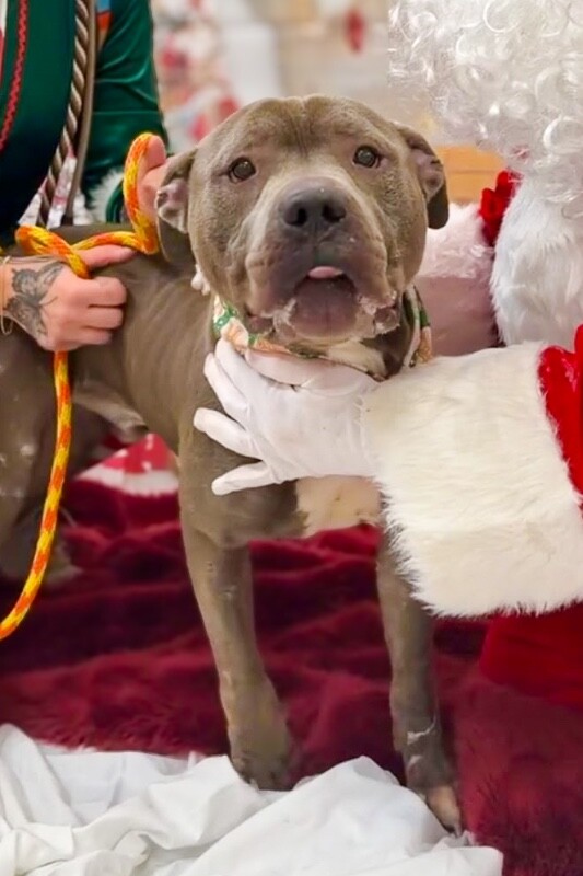 View Caribou the Dog Photo #3