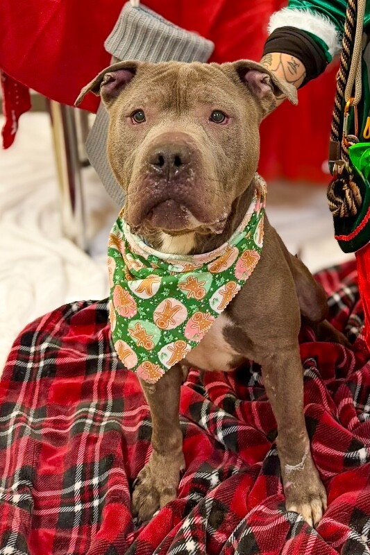 View Caribou the Dog Photo #2