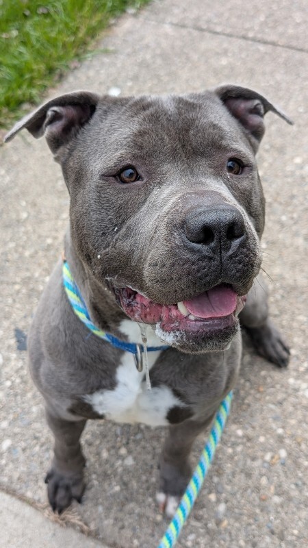 View Caribou the Dog Photo #4