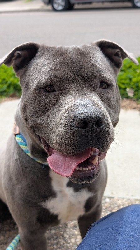 View Caribou the Dog Photo #3