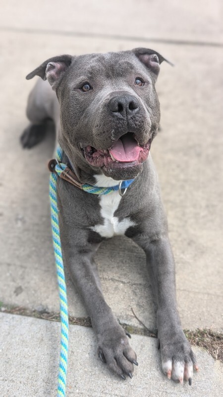 View Caribou the Dog Photo #5