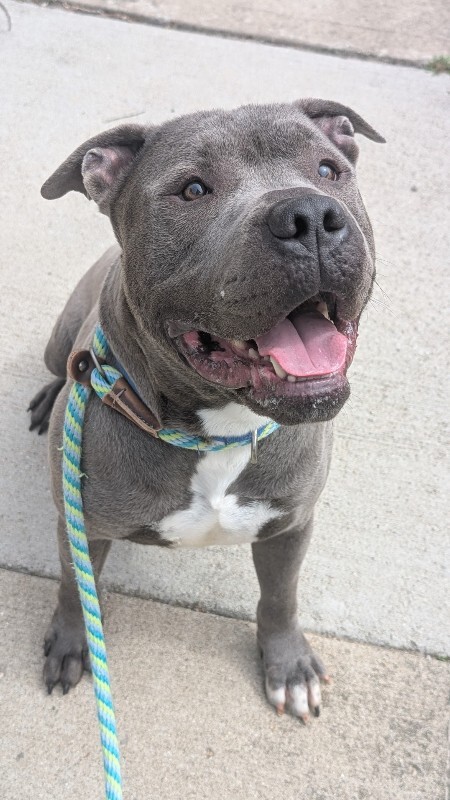 View Caribou the Dog Photo #2