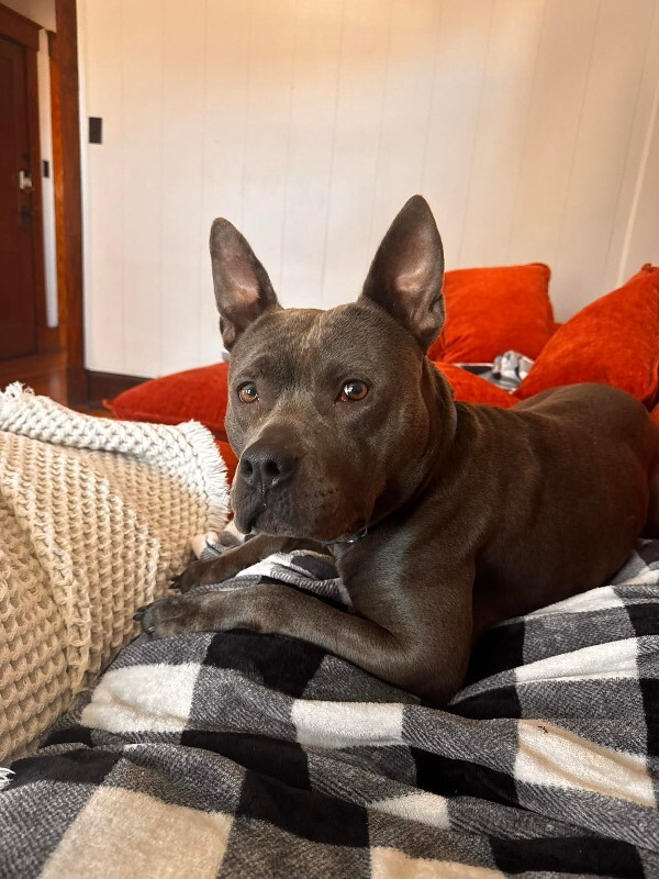 Georgina - Dog