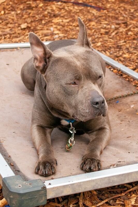 View Georgina the Dog Photo #6