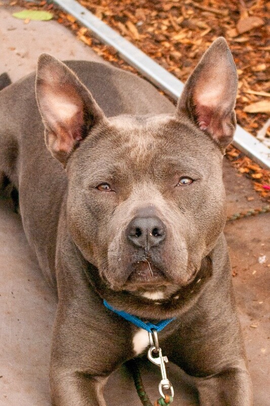 View Georgina the Dog Photo #7