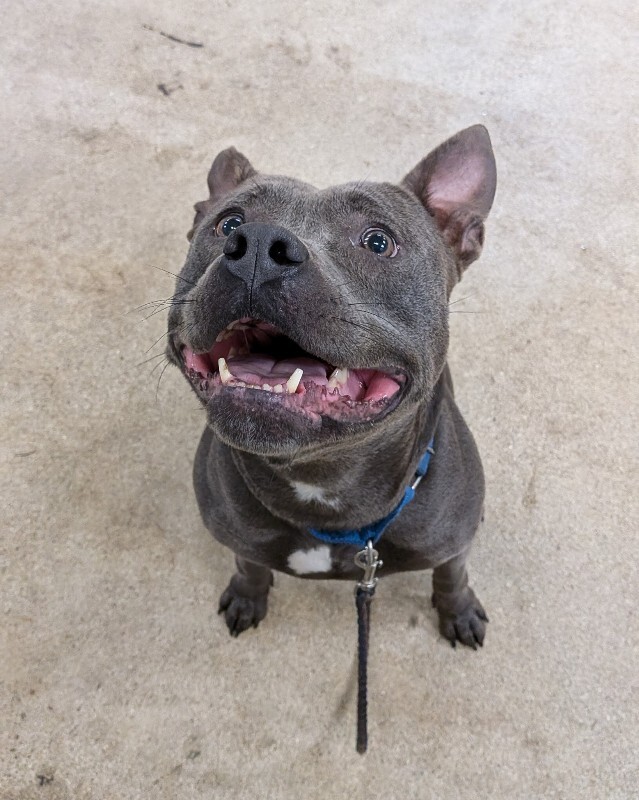 View Georgina the Dog Photo #2