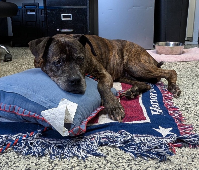 Learn More About Rose 605732778 10164398716154319 1663653789411860330 n