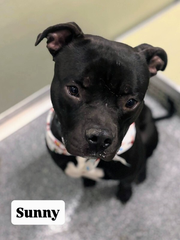 View Sunny the Dog Photo #11