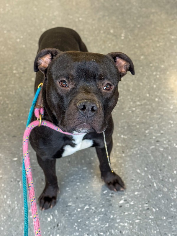 View Sunny the Dog Photo #10