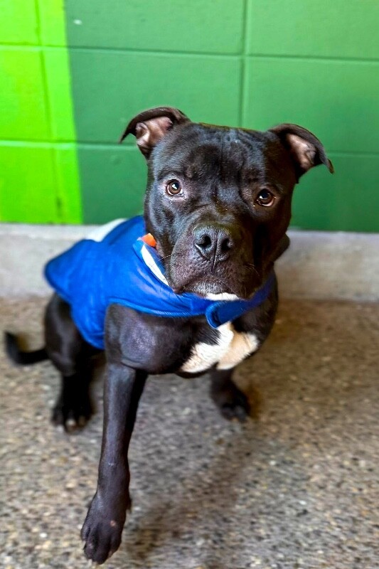 View Sunny the Dog Photo #16