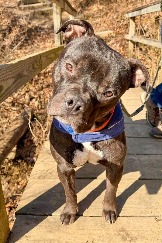 View Sunny the Dog Photo #12