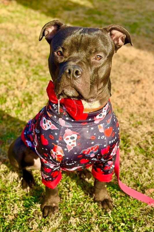 View Sunny the Dog Photo #5