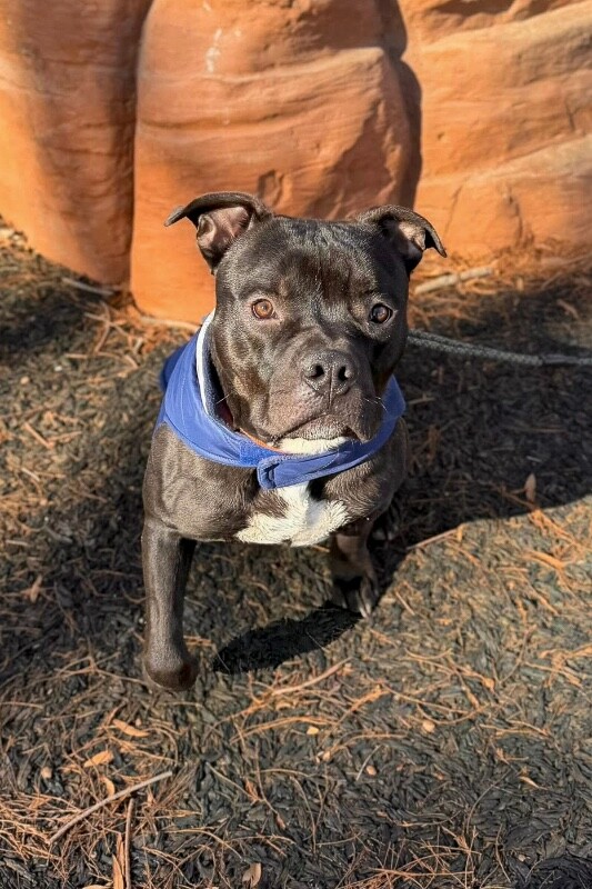 View Sunny the Dog Photo #15