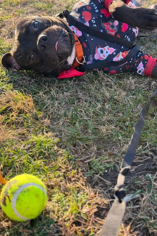 View Sunny the Dog Photo #17