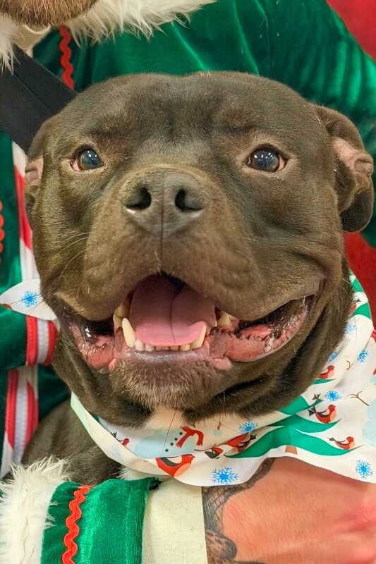 View Sunny the Dog Photo #13