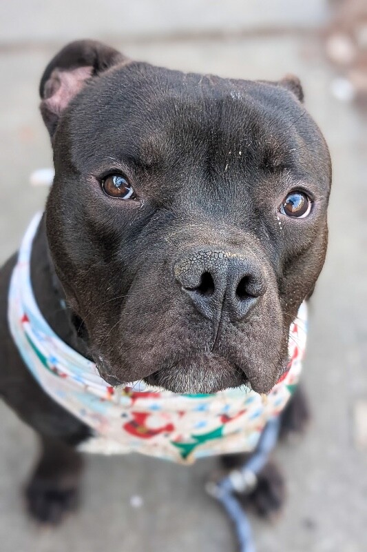 View Sunny the Dog Photo #9