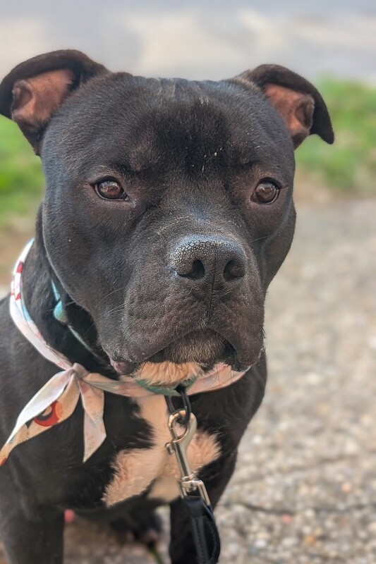 View Sunny the Dog Photo #8