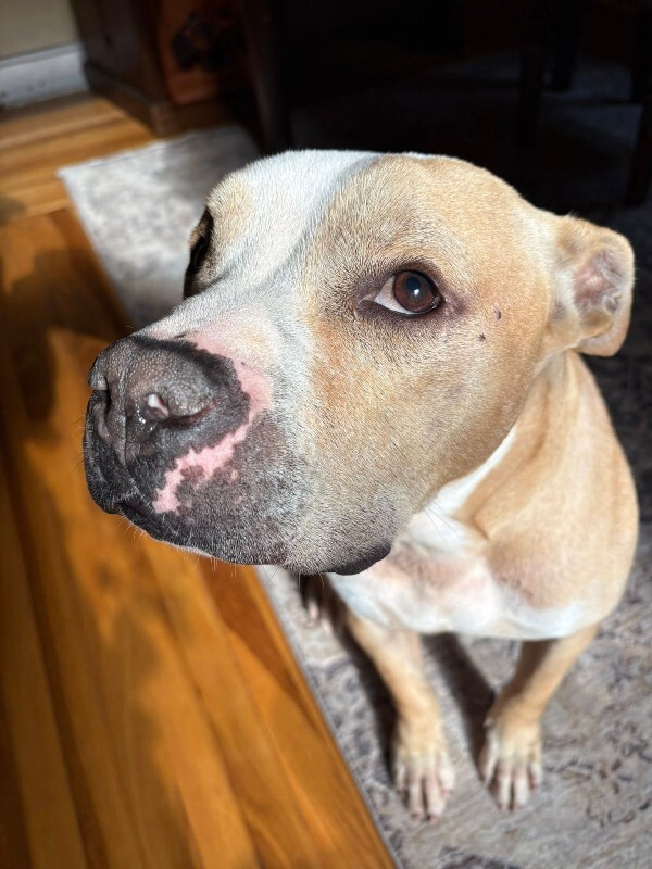View Louie the Dog Photo #15