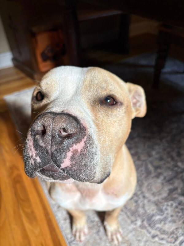 Learn More About Louie Louie - Dog