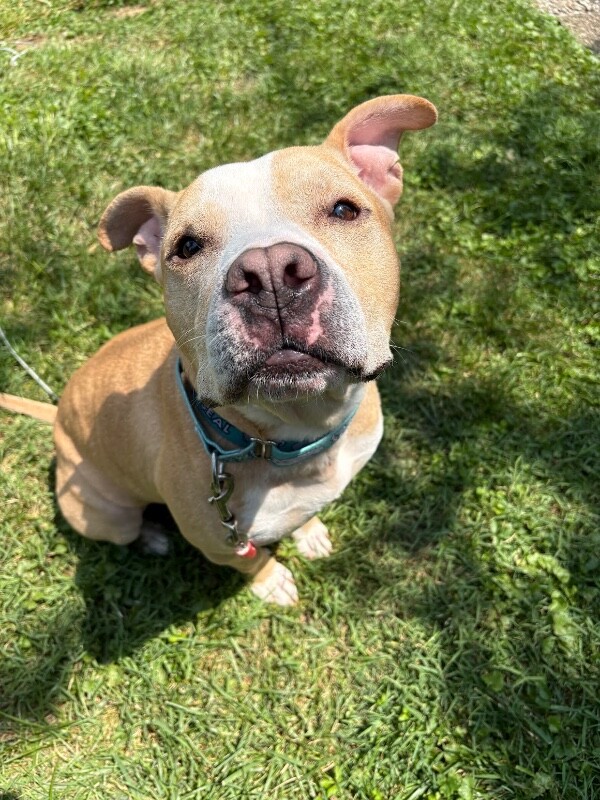 Louie - Dog