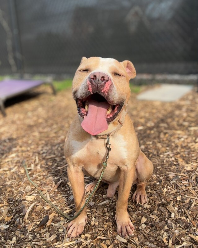 View Louie the Dog Photo #2