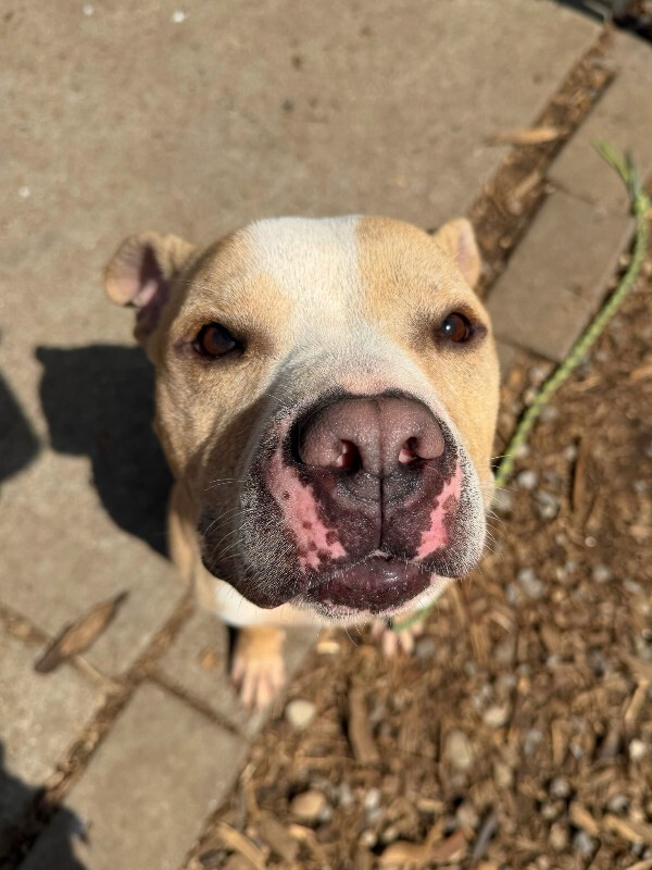 View Louie the Dog Photo #6