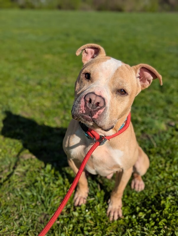 View Louie the Dog Photo #5